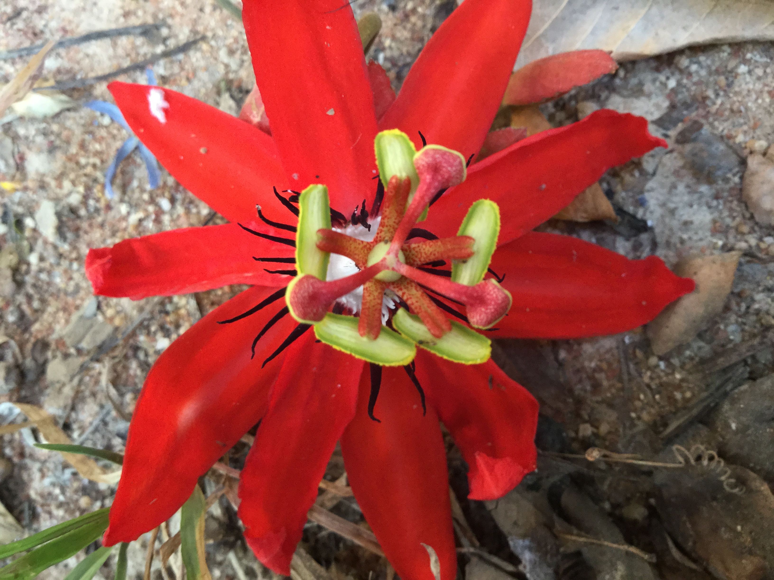 Pai Blume